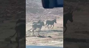 خلال سباق دولي للدراجات الهوائية في محافظة العلا في السعودية قطيع من الحمير يقطع طريقهم ويتسابق معهم