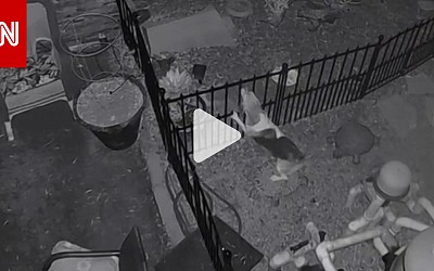 كاميرا مراقبة ترصد لحظة هجوم ذئب مفترس على كلب أمام منزل.. شاهد ما حدث