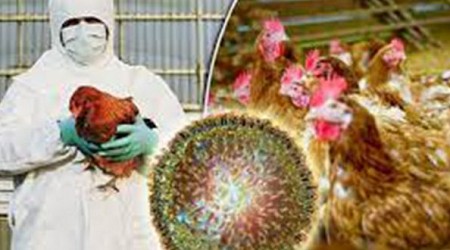 تحذيرات طبية من انتشار خطير لفيروس إنفلونزا الطيور في كندا
