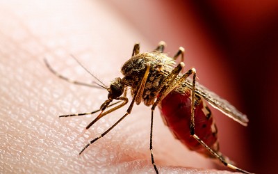 الملاريا.. دراسة ترصد تاريخ المرض وكيفية انتشاره