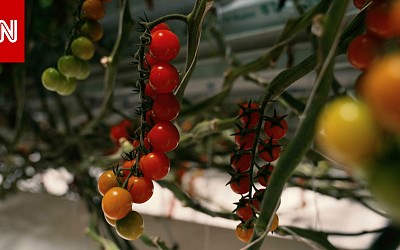 كروم من الطماطم في الصحراء..شركة ناشئة في أبوظبي تهدف إلى إحداث ثورة في الزراعة العالمية