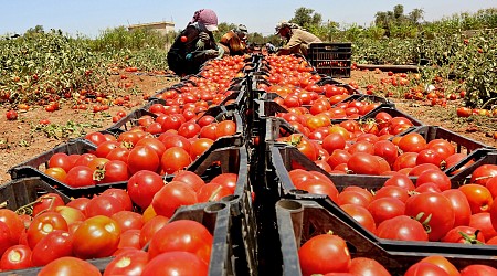 يديعوت أحرونوت: الأردن يرفض استئناف تصدير الطماطم إلى إسرائيل