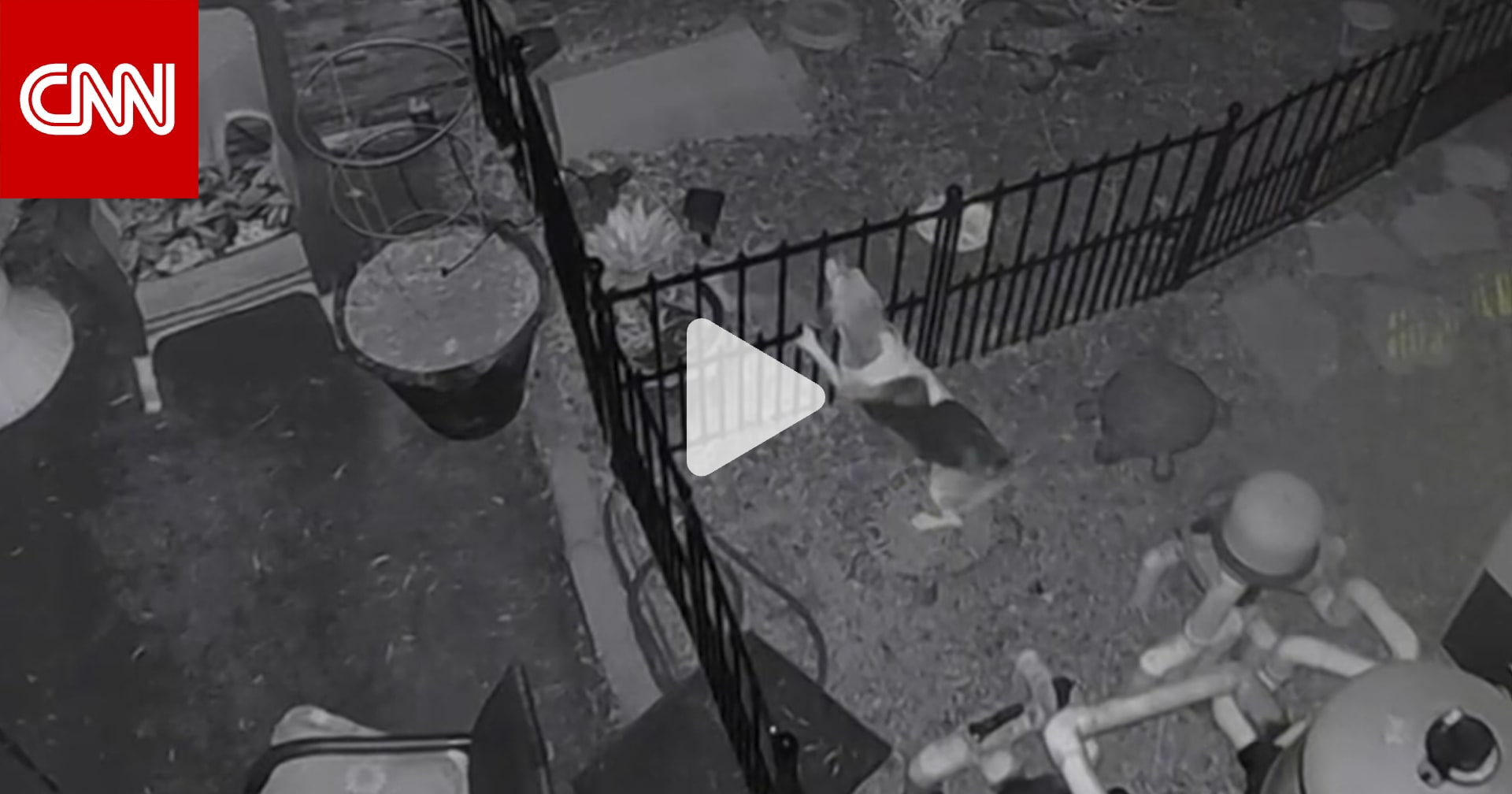 كاميرا مراقبة ترصد لحظة هجوم ذئب مفترس على كلب أمام منزل.. شاهد ما حدث