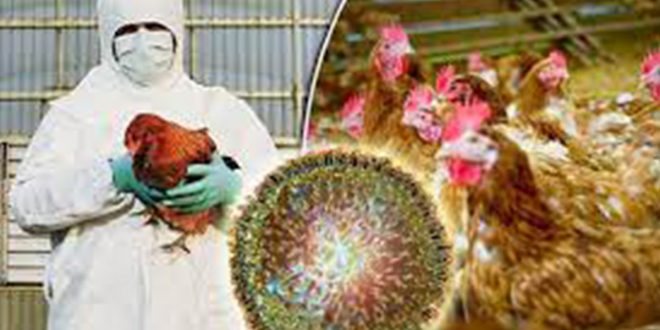 تحذيرات طبية من انتشار خطير لفيروس إنفلونزا الطيور في كندا